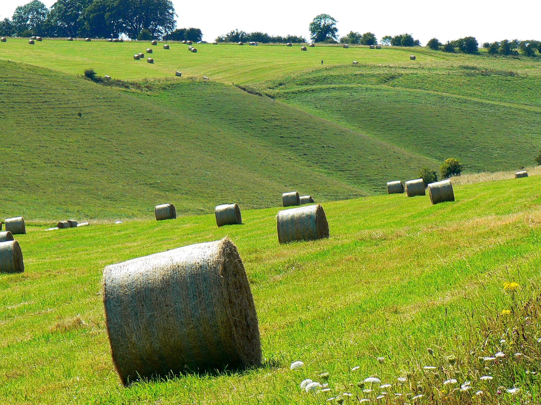 Farmland near Little Cheverell with cut silage lying in the field below the downs